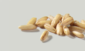 Oat Kernels
