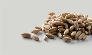 Rye Kernels, hydrothermical treated