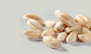 Wheat, hydrothermical treated